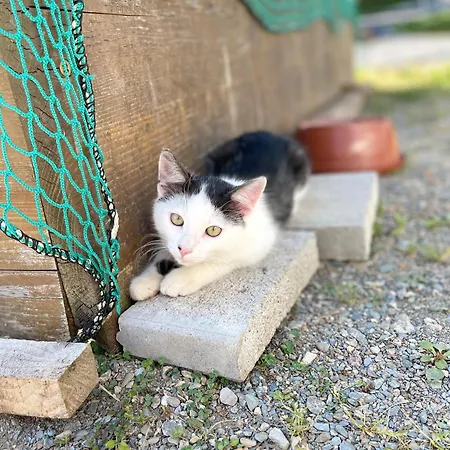 Zum Klammlhof Appartement