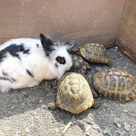 Zum Klammlhof Appartement