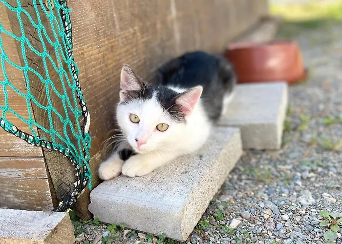 Zum Klammlhof Apartament